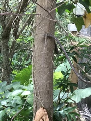 Aleurites moluccanus