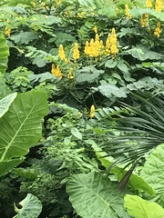 Aleurites moluccanus