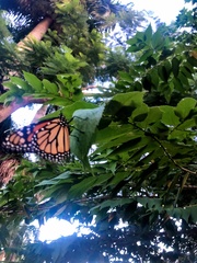 Danaus plexippus
