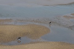 Haematopus ostralegus