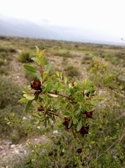 Lindleya mespiloides