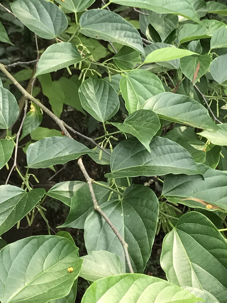 Chinese Alangium