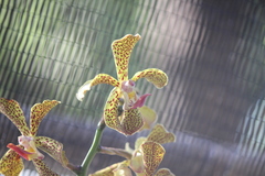 Vandopsis lissochiloides