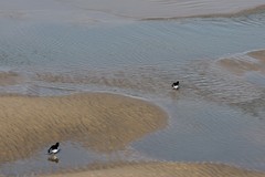 Haematopus ostralegus