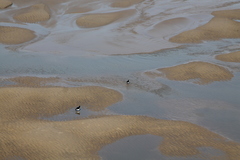 Haematopus ostralegus