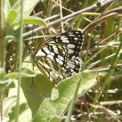 Melanargia ines