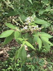 Vitex negundo