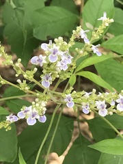 Vitex negundo