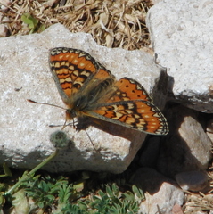 Euphydryas desfontainii