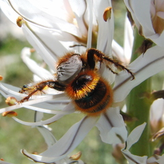 Dasyscolia ciliata