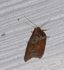 Acleris celiana