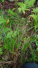 Carex cryptolepis