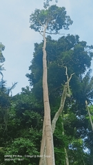 Dipterocarpaceae
