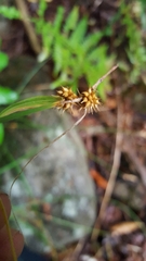 Carex cryptolepis