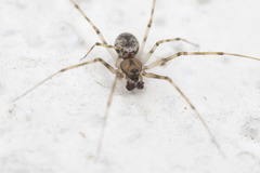 Drapetisca alteranda