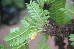 Distichophyllum