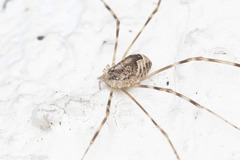 Leptobunus parvulus