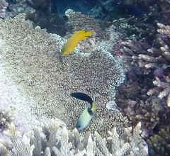 Plectroglyphidodon johnstonianus