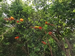 Combretum igneiflorum