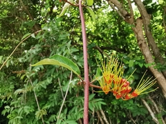 Combretum igneiflorum