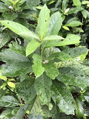 Clerodendrum fortunatum