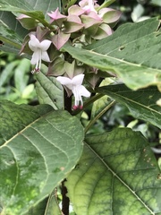 Clerodendrum fortunatum