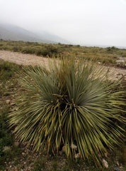 Dasylirion cedrosanum