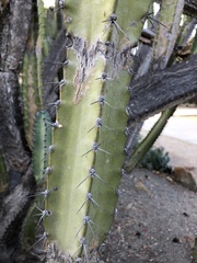 Lophocereus