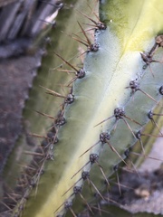Lophocereus