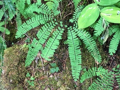 Adiantum aleuticum aleuticum