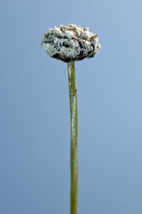 Eriocaulon aquaticum