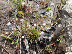 Eriocaulon aquaticum
