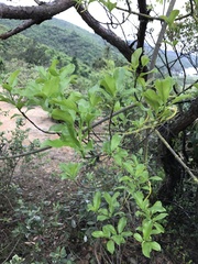 Strophanthus divaricatus