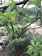 Strophanthus divaricatus