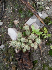 Grusonia