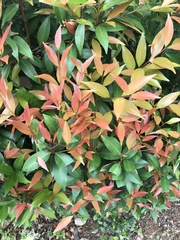 Syzygium myrtifolium