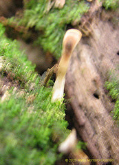 Microporellus obovatus