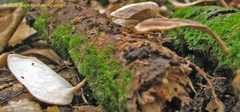Microporellus obovatus