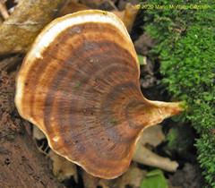 Image of Microporellus obovatus