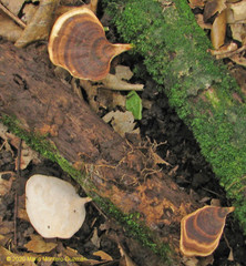 Microporellus obovatus