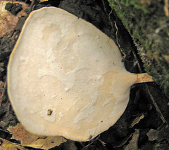 Microporellus obovatus