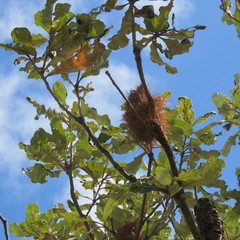 Banksia dentata