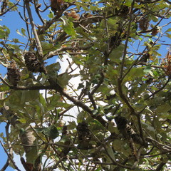 Banksia dentata