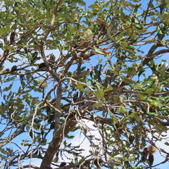 Banksia dentata