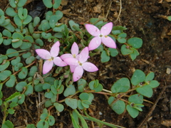 Houstonia rubra