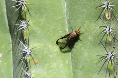 Diacrita costalis