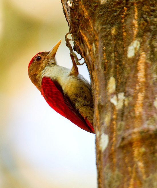 Scarlet-Backed Woodpecker