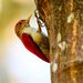Scarlet-backed Woodpecker - Photo (c) Francesco Veronesi, some rights reserved (CC BY-NC-SA)