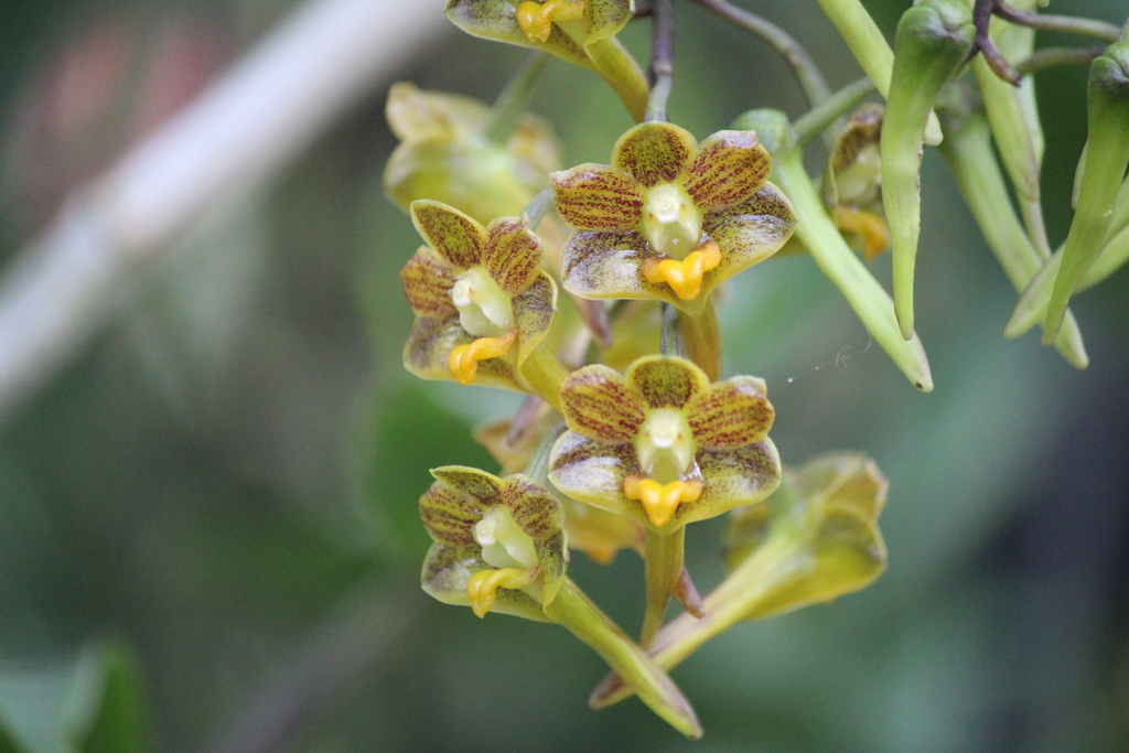 Dendrobium hymenophyllum Lindl. 3