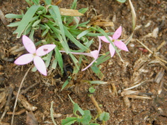 Houstonia rubra